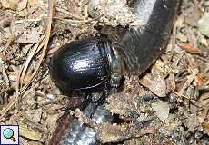 Waldmistkäfer (Anoplotrupes stercorosus) an einer toten Blindschleiche (Anguis fragilis) im Naturschutzgebiet Lüsekamp