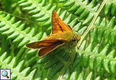 Rostfarbiger Dickkopffalter (Ochlodes sylvanus) im Naturschutzgebiet Lüsekamp