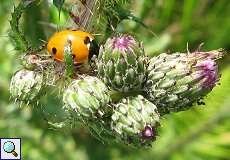 Siebenpunkt-Marienkäfer (Coccinella septempunctata) im Naturschutzgebiet Lüsekamp