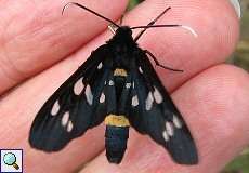 Weißfleck-Widderchen (Amata phegea) im Naturschutzgebiet Lüsekamp