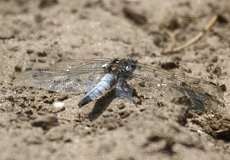 Männlicher Großer Blaupfeil (Orthetrum cancellatum) im Naturschutzgebiet Lüsekamp