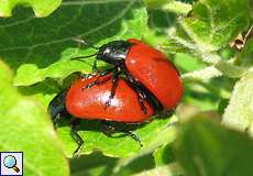 Pappelblattkäfer (Chrysomela populi) im Naturschutzgebiet Lüsekamp