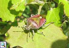 Beerenwanze (Dolycoris baccarum) im Naturschutzgebiet Lüsekamp