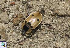 Vierpunkt-Aaskäfer (Xylodrepa quadripunctata) im Naturschutzgebiet Lüsekamp