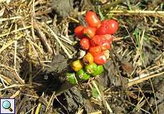 Früchte des Gefleckten Aronstabs (Arum maculatum) im Morper Bachtal