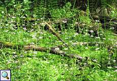 Europäische Wasserfeder (Hottonia palustris) im Morper Bruch