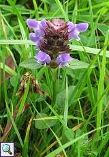 Gemeine Braunelle (Prunella vulgaris) im NSG Neandertal