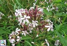 Gewöhnliches Seifenkraut (Saponaria officinalis) im NSG Neandertal