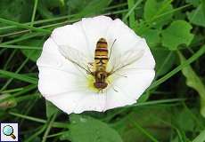 Hainschwebfliege (Episyrphus balteatus) im NSG Neandertal