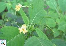 Kleines Springkraut (Impatiens parviflora) im NSG Neandertal