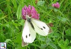 Großer Kohlweißling (Pieris brassicae) im NSG Neandertal