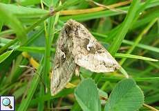 Gammaeule (Autographa gamma) im NSG Neandertal