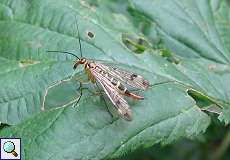 Weibliche Gewöhnliche Skorpionsfliege (Panorpa communis) im NSG Neandertal