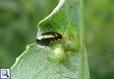 Weiden-Erdfloh (Crepidodera aurata) im NSG Neandertal