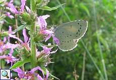 Faulbaum-Bläuling (Celastrina argiolus) im NSG Neandertal