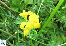 Gewöhnlicher Hornklee (Lotus corniculatus) im NSG Neandertal