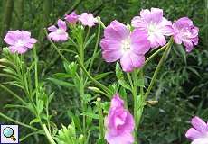 Zottiges Weidenröschen (Epilobium hirsutum) im NSG Neandertal