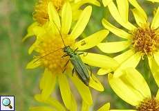 Weiblicher Grüner Scheinbockkäfer (Oedemera nobilis) im NSG Neandertal