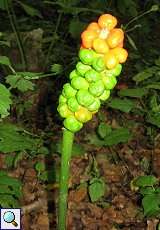 Reifender Fruchtstand des Gefleckten Aronstabs (Arum maculatum) im NSG Neandertal