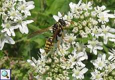 Feldwespe (Polistes sp.) im NSG Neandertal