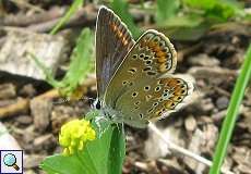 Hauhechel-Bläuling (Polyommatus icarus) im NSG Neandertal