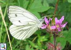 Rapsweißling (Pieris napi) im NSG Neandertal