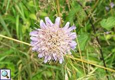 Acker-Witwenblume (Knautia arvensis) im NSG Neandertal