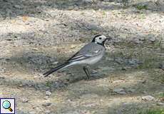 Bachstelze (Motacilla alba) im NSG Neandertal