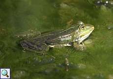 Teichfrosch (Pelophylax esculentus) im NSG Pillebachtal