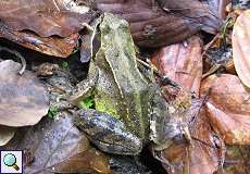 Grasfrosch (Rana temporaria) im NSG Pillebachtal