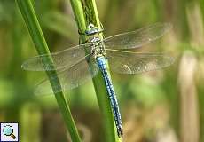 Männliche Große Königslibelle (Anax imperator) im Feuchtbiotop Pillebach