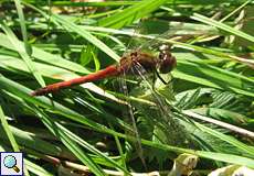 Männliche Große Heidelibelle (Sympetrum striolatum) im Feuchtbiotop Pillebach