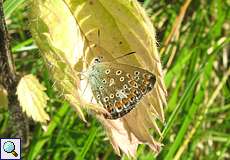 Hauhechel-Bläuling (Polyommatus icarus) im Feuchtbiotop Pillebach