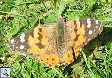 Distelfalter (Vanessa cardui) im NSG Pillebachtal