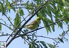 Goldammer (Emberiza citrinella) im NSG Pillebachtal