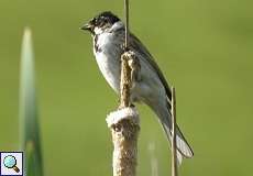 Rohrammer-Männchen (Emberiza schoeniclus) im Feuchtbiotop Pillebach