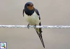 Rauchschwalbe (Hirundo rustica rustica) im NSG Pillebachtal