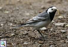 Bachstelze (Motacilla alba) im Feuchtbiotop Pillebach