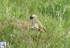 Grünspecht-Weibchen (Picus viridis) im Feuchtbiotop Pillebach