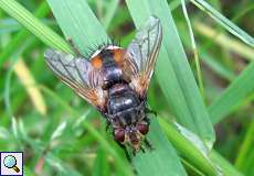 Igelfliege (Tachina fera/magnicornis) im NSG Pillebachtal