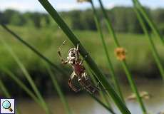 Schilfradspinne (Larinioides cornutus) im Feuchtbiotop Pillebach