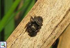 Schwarze Springspinne (Evarcha arcuata) im Feuchtbiotop Pillebach