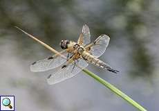 Weiblicher Vierfleck (Libellula quadrimaculata) im Feuchtbiotop Pillebach