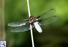 Männlicher Plattbauch (Libellula depressa) im Feuchtbiotop Pillebach