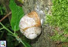 Weinbergschnecke (Helix pomatia) im NSG Pillebachtal