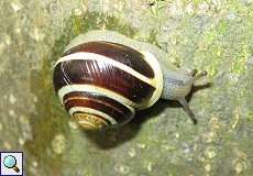 Garten-Bänderschneck (Cepaea hortensis) im NSG Pillebachtal