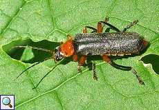 Rotschwarzer Weichkäfer (Cantharis pellucida) im NSG Pillebachtal