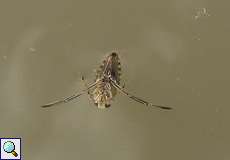 Gemeiner Rückenschwimmer (Notonecta glauca) im Feuchtbiotop Pillebach