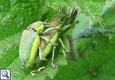 Gelbrandrüssler (Chlorophanus viridis) im Feuchtbiotop Pillebach