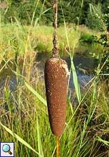 Rohrkolben (Typha sp.) im NSG Pillebachtal